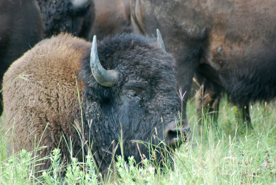 Bison standing slightly sideways to the camera with another bison behind it