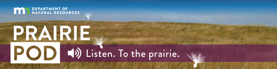 Image of a prairie with blue skies. Text reads, "Minnesota State Parks and Trails. Prairie Pod. Listen to the prairie." 