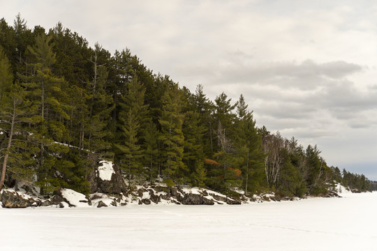 A conifer forest stands out against the backdrop of white clouds at Burntside Islands SNA.