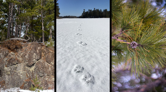 Burntside Islands SNA features rock outcrops and an impressive red and white pines. Gray wolf prints in the snow on Burntside Lake.
