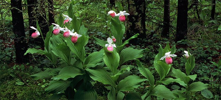 A grouping of lady slipper flowers in the woods.
