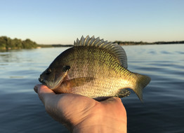 bluegill held by angler with lake in the background