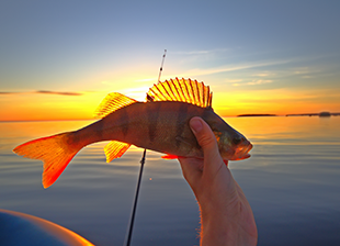 a perch held up to the sun by an angler