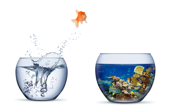 Goldfish jumping from plain fishbowl to a bowl with a colorful coral reef