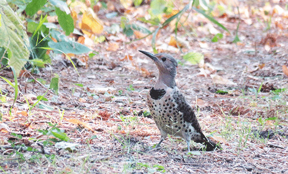 Juvenile northern flicker bird standing on ground, seen in profile