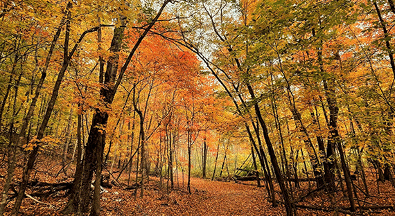 Bright orange and yellow trees over trail covered with leaves.
