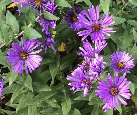 Close-up of New England aster wildflower