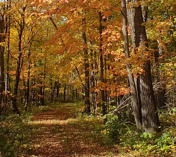 An unpaved trail surrounded by bright orange maples 