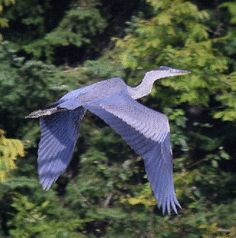 Great blue heron in flight over green foliage.