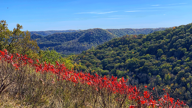Bright red sumac in front of green lush trees and a rolling landscape.