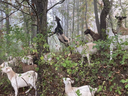 Several goats in the woods