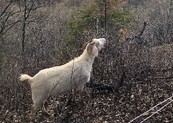 Grazing goats on buckthorn 