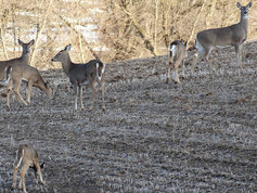 antlerless deer in a field