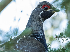 spruce grouse