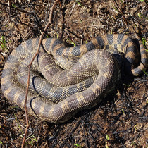 Snake coiled up on the ground.