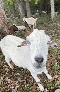 White goat looking at the camera