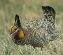 Greater prairie-chicken