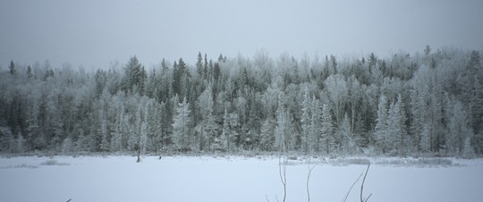 A forest of evergreen trees covered in snow.