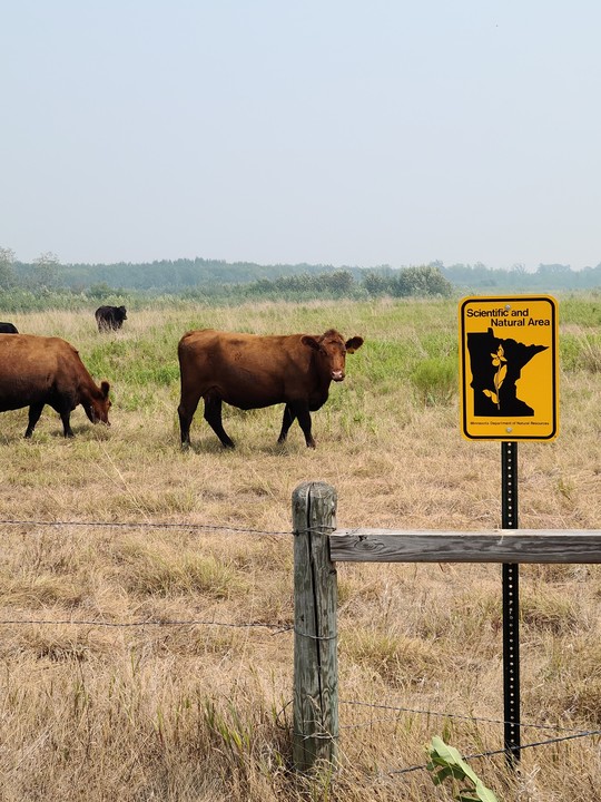 Grazing cattle and SNA sign