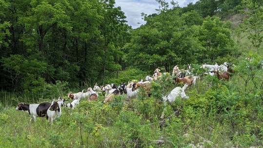 Goats graze on brush at Rushford Sand Barrens SNA. Photo by Barb Perry.