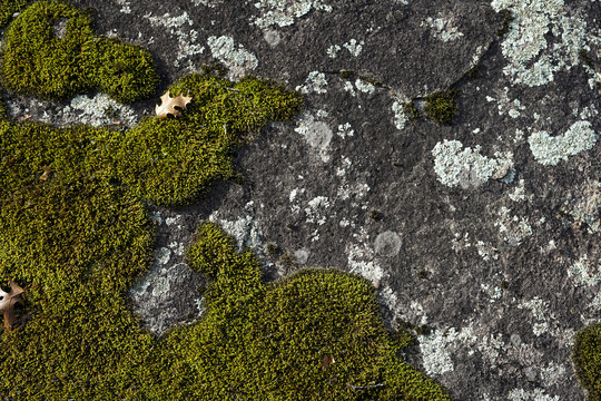 A moss and lichen covered outcrop at Quarry Park SNA. Photo by David Minor.