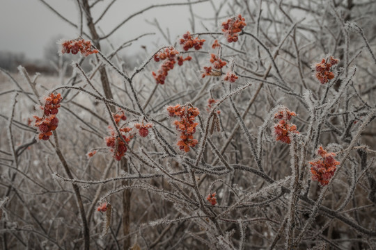 A frost covered American bittersweet at Uncas Dunes SNA. 