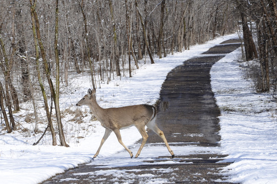 Deer crossing plowed trail
