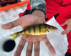 ice angler holding a perch