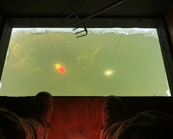 image of the water inside a darkhouse with decoys in the water and a spear at the ready