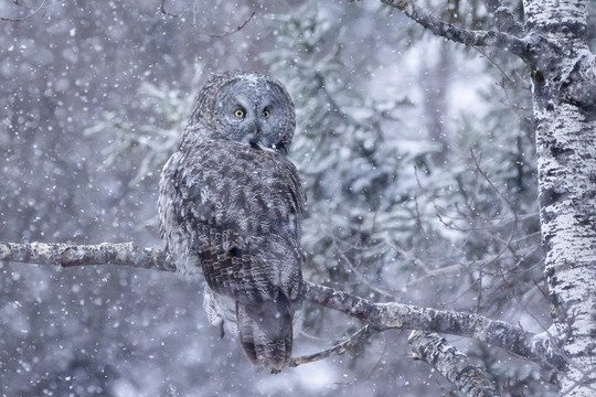 great gray owl in snowy forest