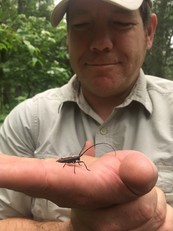 DNR Scientist, Mike Worland, admires a beetle on his finger during prairie surveys