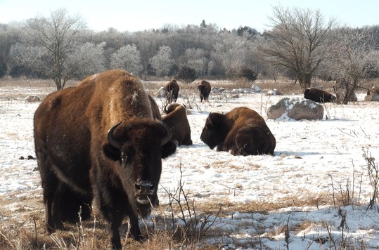 Bison heard standing on snowed field, with one bison looking at the camera. 