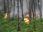 Fire burning in pine understory