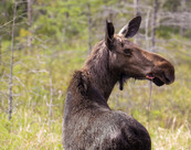 Moose calf in forest