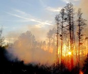 Smoke and sunset in forest