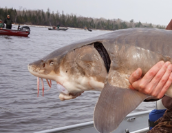 head of a sturgeon held by an angler on the Rainy River