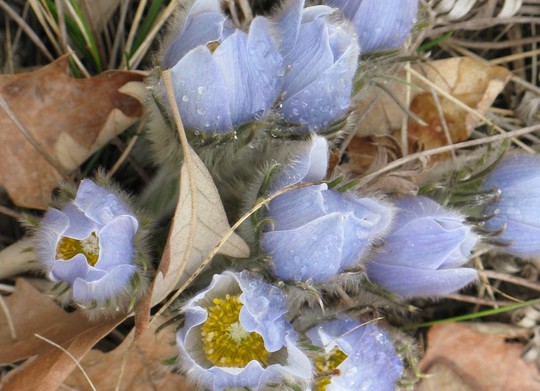 Close-up of a Pasqueflower bunch, a light purple flower with a yellow center, surrounded by beige grass.