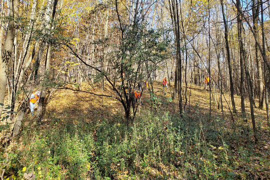 A large buckthorn surrounded by many small buckthorn seedlings at Avon Hills Forest SNA. Volunteers work to remove the seedlings in the vicinity.