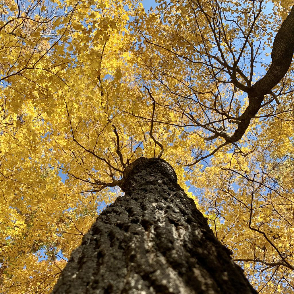 The colors of fall can be enjoyed while looking up the trunk of a maple tree at Avon Hills Forest SNA. Photo by Kelly Randall, MN DNR.