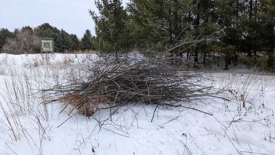 Buckthorn in a pile after being cut at Boot Lake SNA. Photo by Marsha Kurka. 