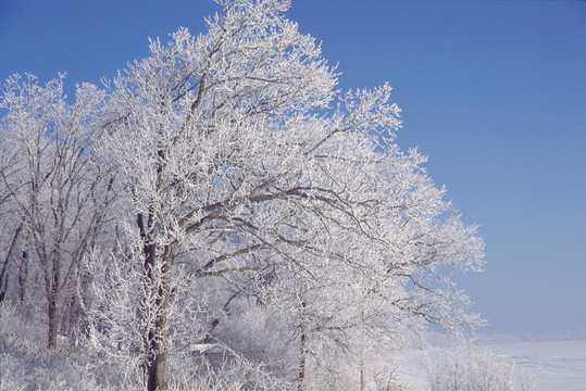 A photo of a tree covered with snow