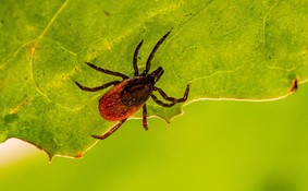 A photo of a tick on a leaf