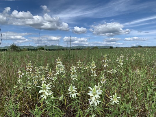Pictured is spotted horsemint (Monarda punctata) on the SNA. 