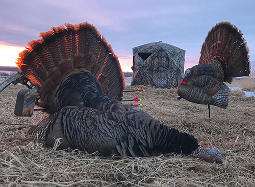 harvested turkey with bow and arrows under it, blind in background and turkey decoy