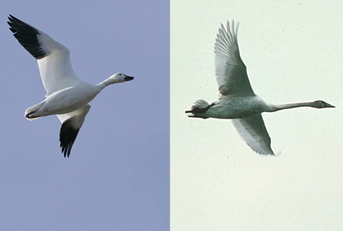 light goose on left, trumpeter swan on right