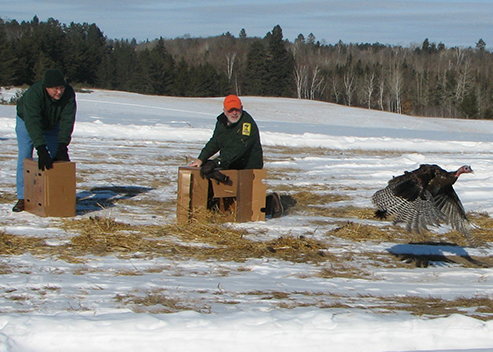 turkey restoration photo of a turkey being released