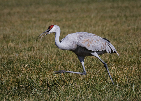 sandhill crane