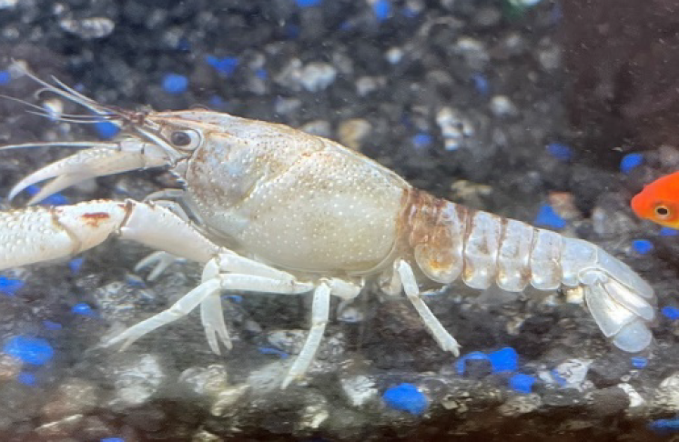 A white crayfish standing on aquarium pebbles.
