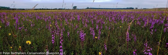 Prairie with lots of purple spiked flowers. Photo by Peter Berthelsen, Conservation Blueprint, LLC