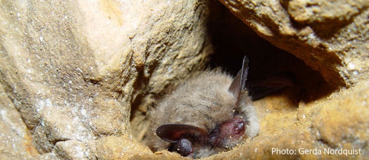 Northern long-eared bat hibernating in cave